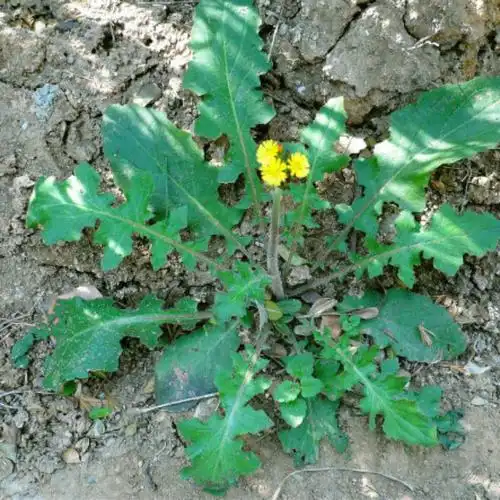 现挖新鲜野生黄鹌菜/毛连连/野芥菜/苦菜药 黄花菜 山芥菜 野芥兰