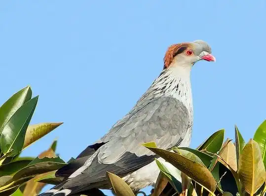 lopholaimus antarcticus