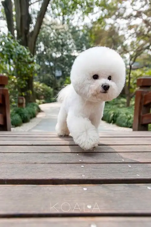 娇小可爱的比熊犬狗狗动物图片分享