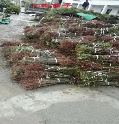 乌梅苗乌梅乌梅树苗规格齐全量大从优自产自销