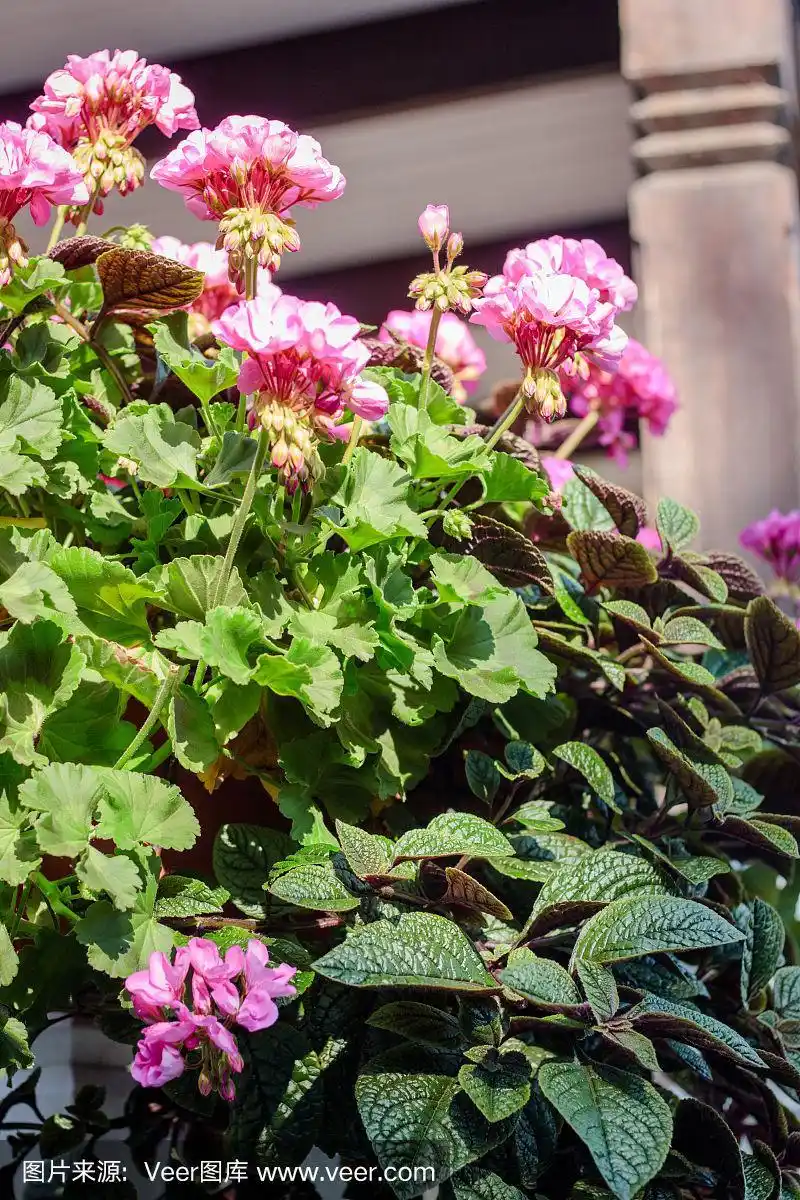 粉色,天竺葵,自然,垂直画幅,公园