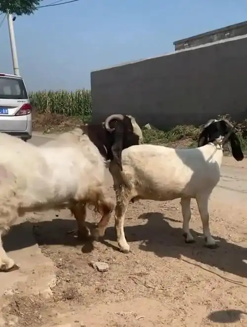 公羊看上邻居家母羊一直求着配种