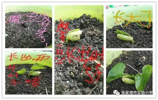 实施:种植魔豆,观察,记录魔豆的生长变化1.