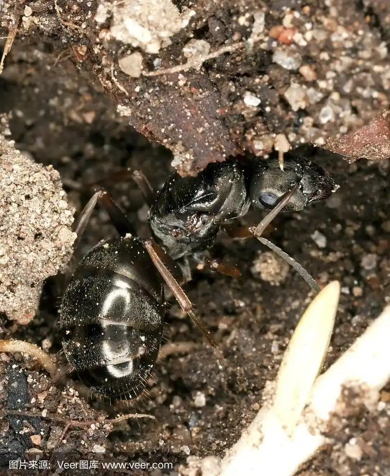 黑色蚂蚁女王,特写镜头