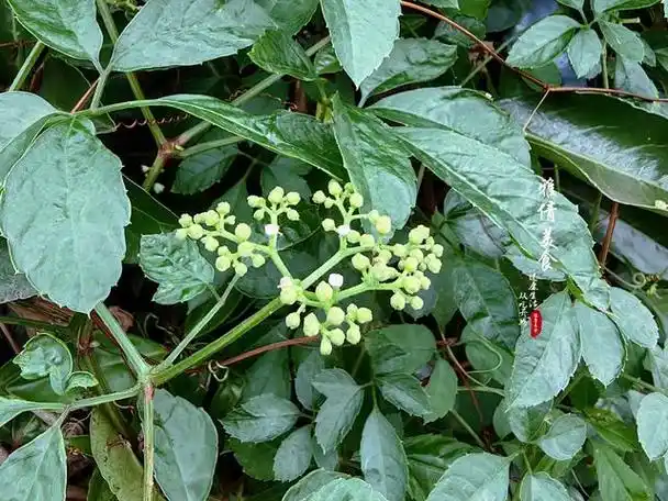 俗称"五爪龙",又叫蛇药,也是珍贵中草药,常有人误会成绞股蓝