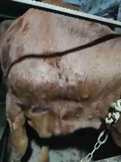 你好我家牛身上长这种疙瘩怎么办呢急急急