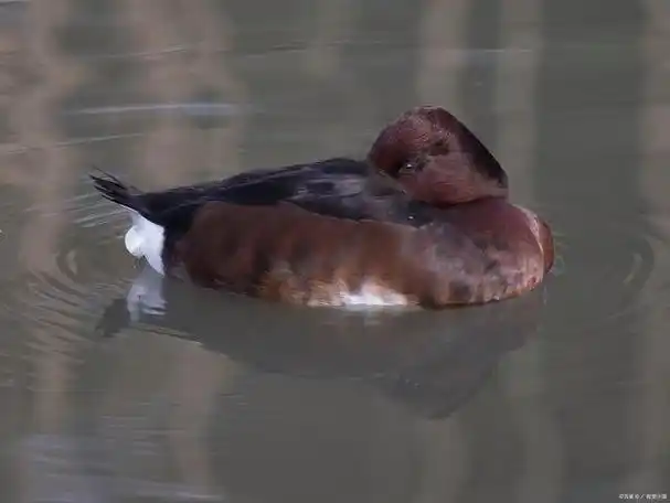 鸭嘴兽可以当宠物养吗