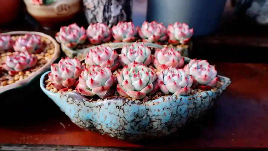 近期上盆的多肉05 吉娃娃拼盘 有手就行的超简单单品种拼盘