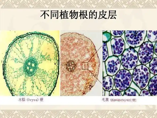 不同植物根的皮层