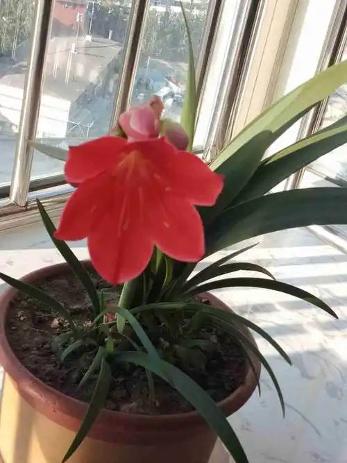 紫根兰有几种颜色