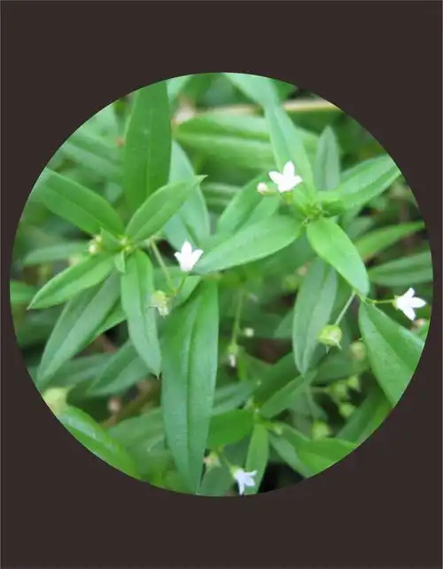 白花蛇舌草_安氧舒