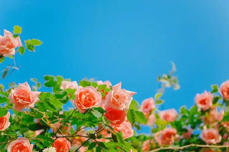 唯美浪漫月季花清新少女心摄影,图库-回车桌面