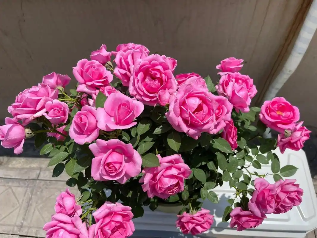 淑女月季,人间塑胶花～ 淑女月季一个很冷门的品种, 去年凑单随机送的