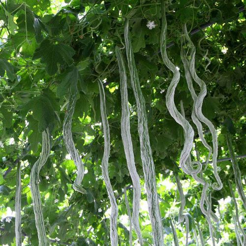 春播搭架蛇瓜豆丝瓜籽蔬菜种子四季播阳台室内易种菜盆栽藤蔓植物