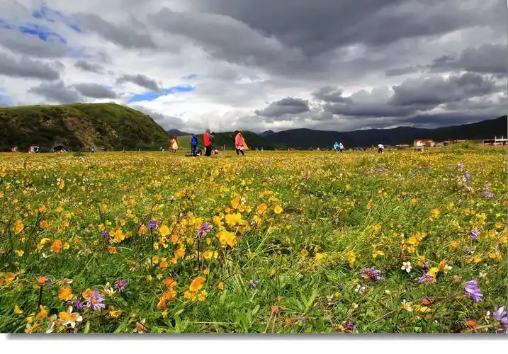 川西:【俄么塘花海】