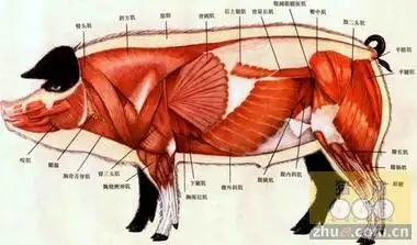 中内启光计划于2015年8月在美国启动一项在猪体内培育人类器官的实验