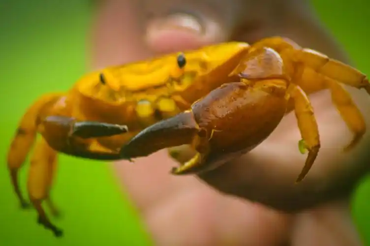 5陆蟹自然的特写jpg