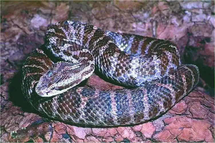 生活报讯(记者张洁)近日,黑龙江省第二医院频繁接诊多例蛇咬伤