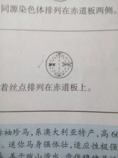 有丝分裂中期与减数第二次分裂中期染色体在赤道板上不同