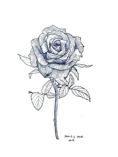 写生玫瑰