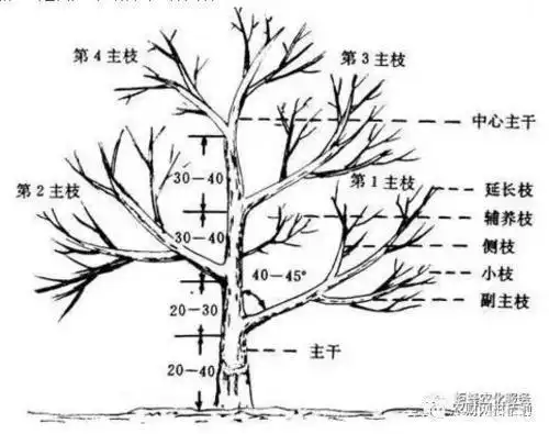 果树整形修剪"三部曲"
