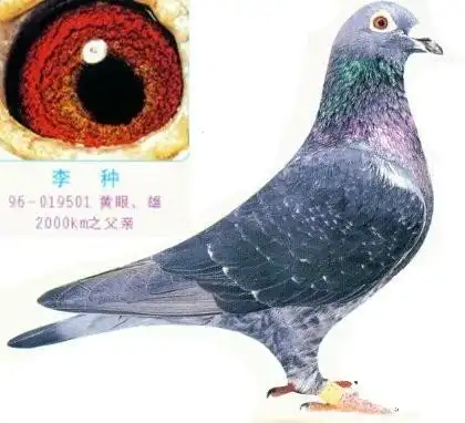 李种鸽欣赏