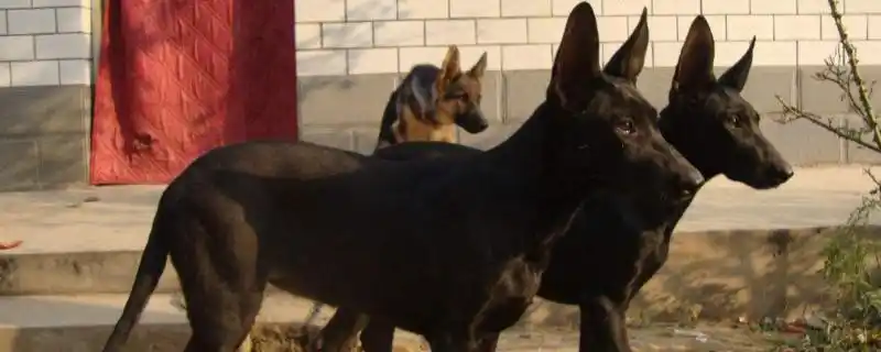 黑狼犬与黑狼狗区别