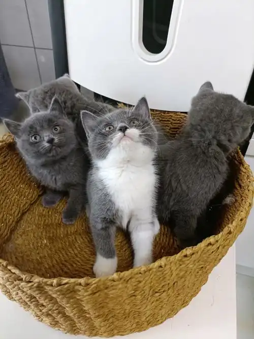 蓝白蓝猫蓝胖子