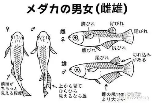 看鱼的侧面,主要是臀鳍母鱼臀鳍是有弧度的,公鱼没有.