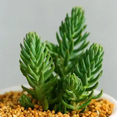 多肉塔松的繁殖方法