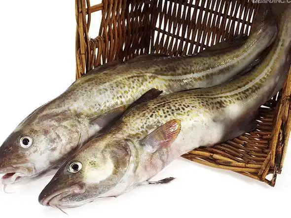 世界上最耐寒的鱼南极鳕鱼能在南极海域几千米海底生活