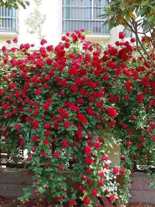 家中有庭院的,可以种植棵甜蜜红木香,花色喜庆,观赏