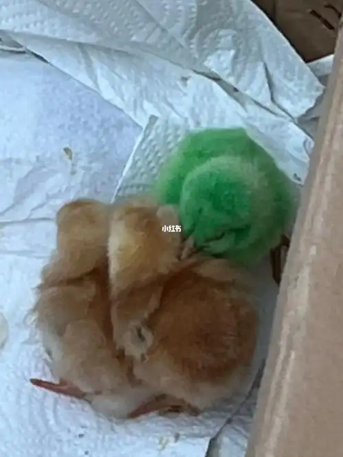 染色小鸡纯纯无语了