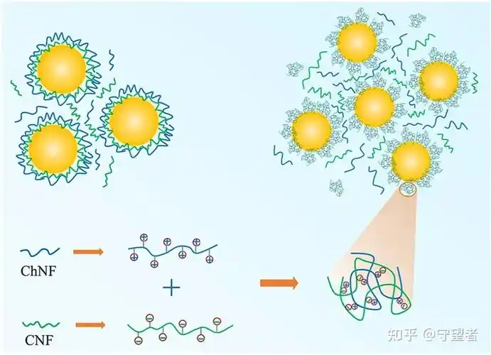 hydrocolloids:纤维素微纤丝和纳米几丁质稳定的食品基pickering乳液