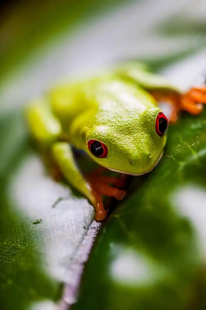 青蛙在丛林里,鲜艳的颜色