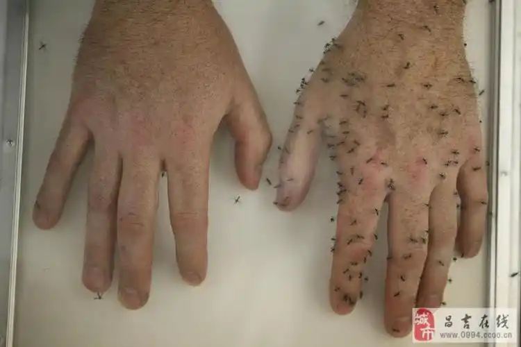 扑灭白纹伊蚊的秘诀