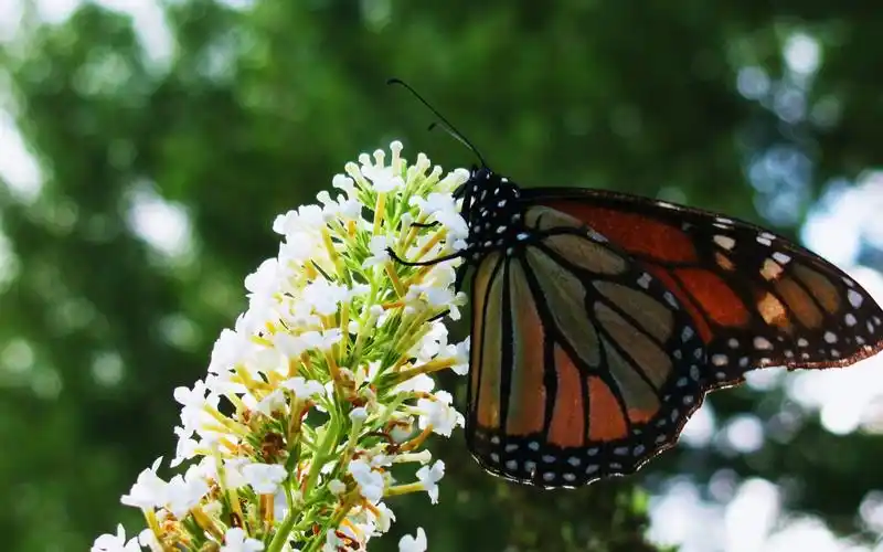 可爱蝴蝶图片大全桌面壁纸下载
