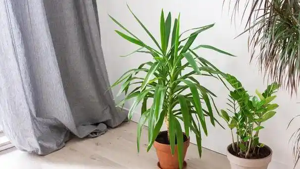 夏威夷椰子的养殖方法及养护注意事项解析