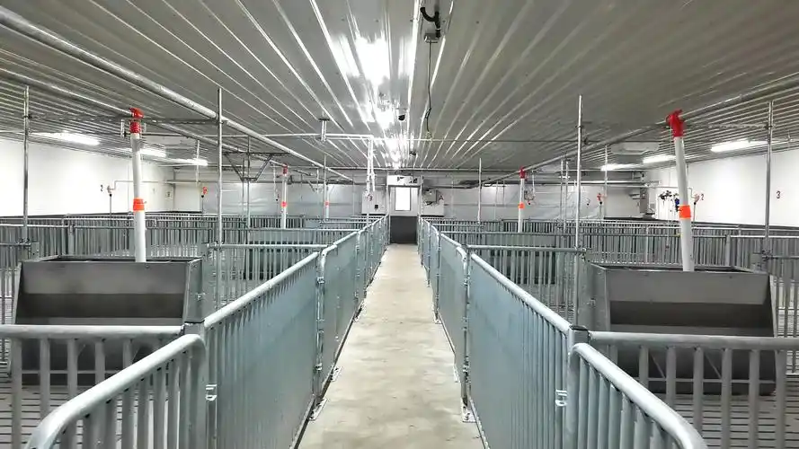 农村小型养猪场该如何设计教你这六个点