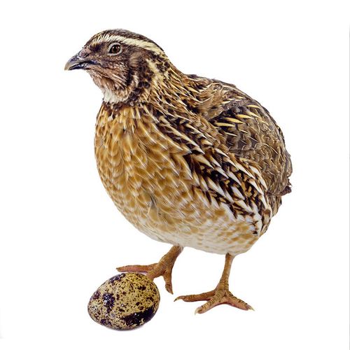 鹌鹑活苗天天下蛋繁殖鹌鹑种鸟好养小鹌鹑活体宠物芦花鸡活物散养