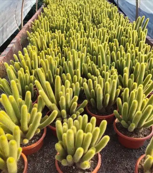 黄金条多肉植物黄金钮群生猴尾狐尾柱会开花的仙人球仙人掌 黄金条