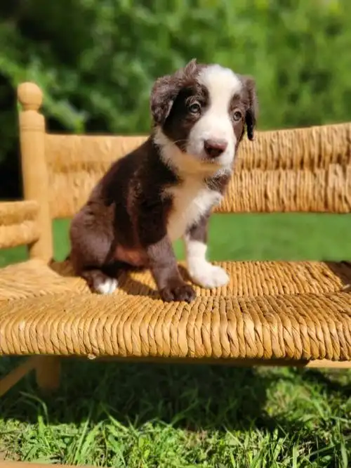 加拿大cbcaregistered小边牧找新家啦