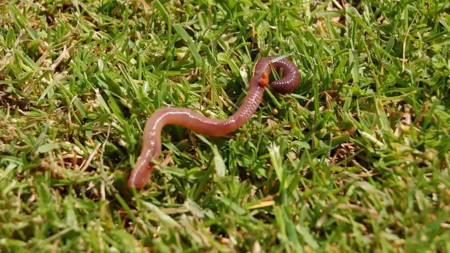 蚯蚓高清图片大全(5/9)