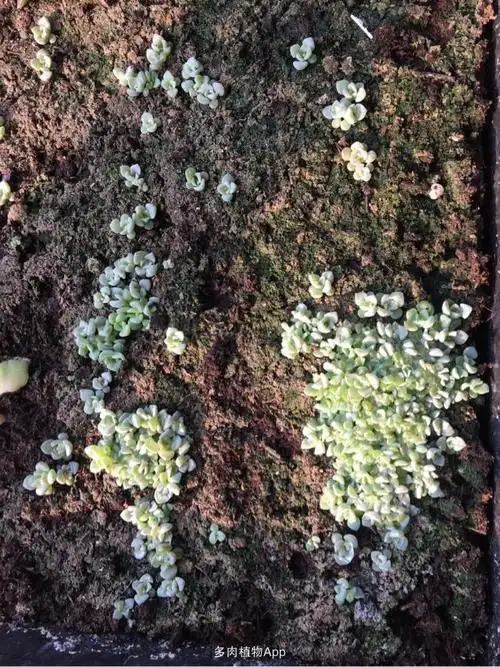 免费分享 武汉市 20份 自杂景天种子200粒1份