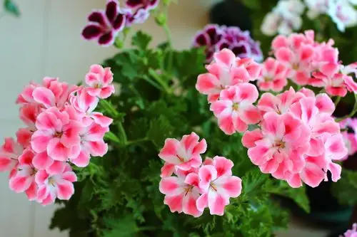 大花天竺葵
