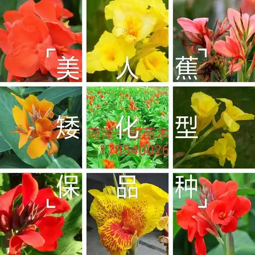 红花美人蕉 精品美人蕉种球,保品种,保成活,保证发芽率