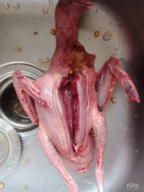 港港厢鸽子杀血还是闷死好