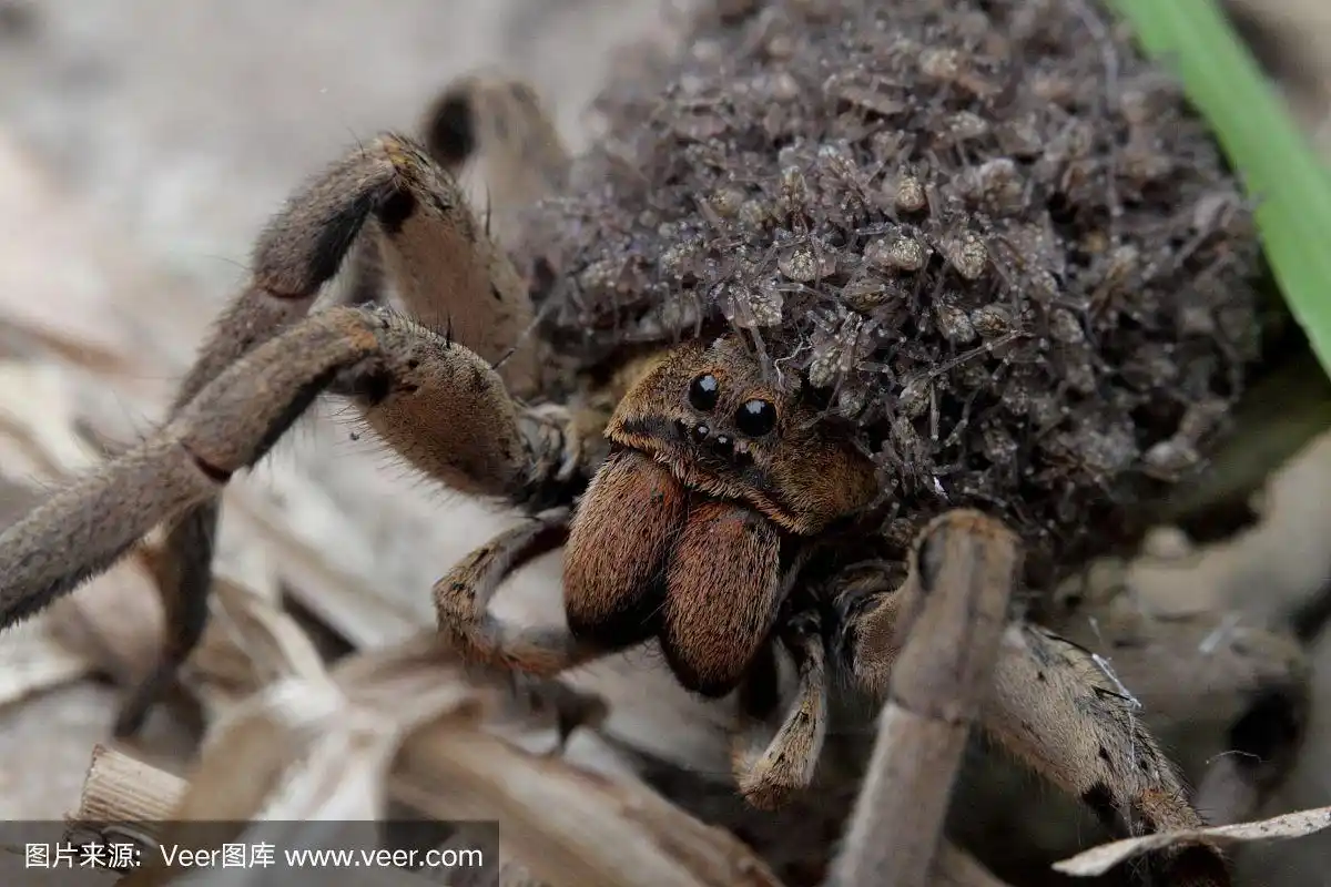 体内携带蜘蛛宝宝的蜘蛛妈妈