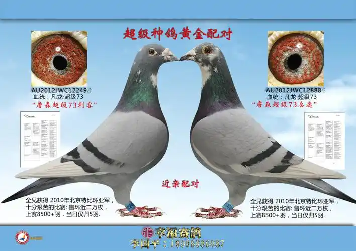 "詹森·凡龙超级73黄金配对"