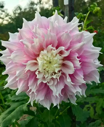 春季进口大丽花种根大种球 大花中高杆型 球根花多年生宿根极易繁